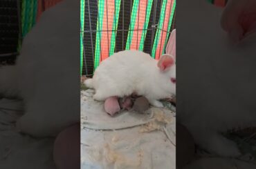 #shorts #funnyrabbit cute baby bunny