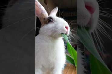 cute rabbit, A beautiful moments #shorts #video #viral #rabbit #petanimal
