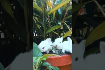 cute little bunny #shorts #cute #bunny