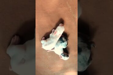 cute rabbit baby #shorts #youtubeshort #pets #shortvideo #shortsvideo