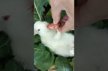 cute rabbit baby video eating carrot #shorts #rabbit #bunny