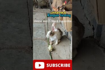 cute rabbit eating moment
