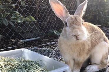 It's like an elaborate stuffed animal in motion! | Cute Rabbit