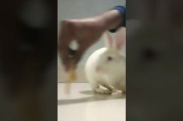 Training rabbit|moving round|rabbit training|Tricks|cute rabbit|#PunnuTheRabbit she is sincere