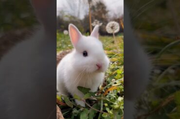 Small rabbit eating flower and sleep with her mother, cute rabbit