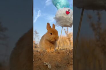 #cute #rabbit #shorts