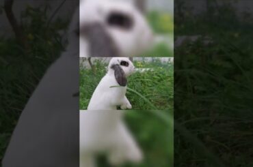 cute bunny #shorts #short #cutebunny #rabbit #animals #animallover #animalshorts