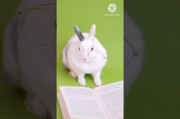 Cute Bunny with Eyealasses #shorts #ytshort #youtubeshorts  #