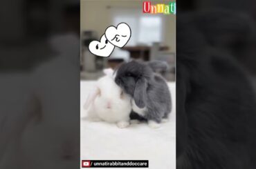 cute Bunny loves each other #shorts #bunny #love