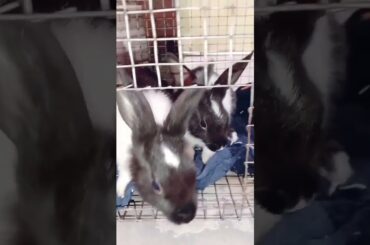 cute bunny funny video#shorts