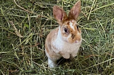 Cute Baby Bunny Escape #shorts