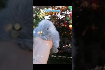 lazy cute rabbit Sh #shorts #youtubeshorts #viral  #trending #cute #rabbit