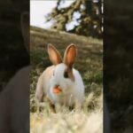 Cute Rabbit | Bunny #shorts #youtubeshorts #viral