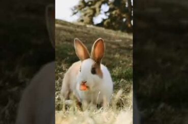 Cute Rabbit | Bunny #shorts #youtubeshorts #viral
