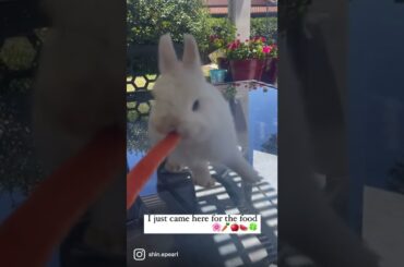 Cute bunny loves to ear #bunny #rabbit #instagram #viralshorts #viral