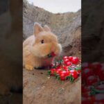 Cute Rabbit #rabbit #rabbiteating #maymopets