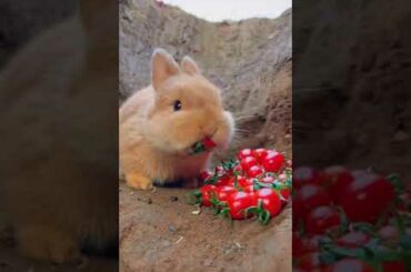 Cute Rabbit #rabbit #rabbiteating #maymopets