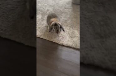 Happy and cute bunny!!!