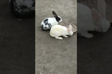 cute baby rabbit feeding playing activities/baby bunny/rabbit baby#animals #shorts