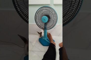 lovely rabbit funny #rabbit #rabbits #lovely #cute rabbit 18