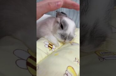 Rabbit Video #short #shorts #viral #trending #viralshorts #viralvideo #ytshorts #rabbit #cute #baby