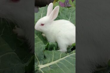 cute rabbit baby# bunny#viral #pet#rabbit