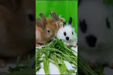 Cute bunny, Cute Bunny at Home, Beautiful Bunny #Short 043