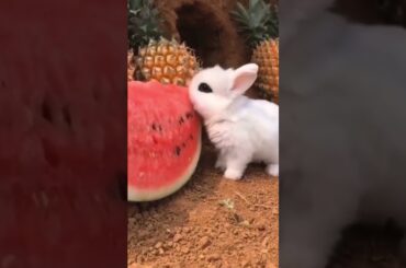 Cute Baby Rabbit Eating #short #shorts #rabbit #bunny #animal #viralvideo #viral #animals #pets #pet
