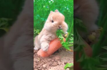 Cute bunny #follow #like #subscribe #youtube #youtubeshorts #viral