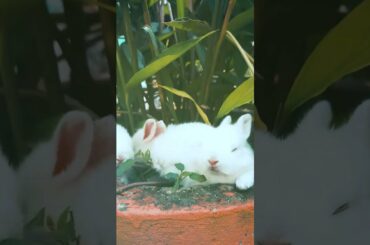 Cute Baby Rabbits Playing,Feeding Activities | Bunny Rabbit (Baby Rabbits)