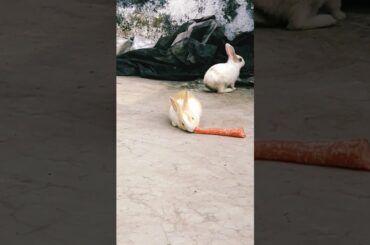 cute rabbit neck and Nikki #shorts #animals
