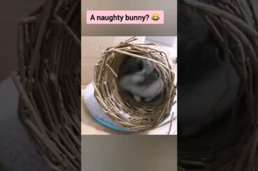 cute Bunny in his tunnel#tiktok #shorts #music #song #animals #pets #bunny
