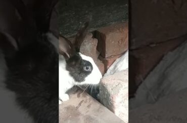 Baby Rabbits II Cute Babies II Rabbit Babies II Baby Bunnies