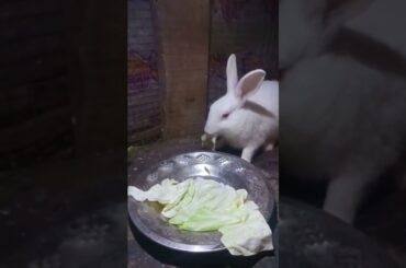 Cute Baby Rabbits Playing,Feeding Activities | Bunny Rabbit(Baby Rabbits)#RunnyRabbits #Babyrabbits