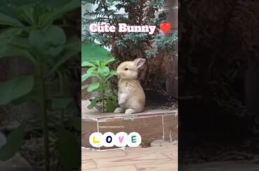 cute funny Bunny #shorts #funny #cute #bunny #eating #grass #rabbit #cutebunny