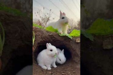 Cute Rabbit #short #rabbit #Maymo