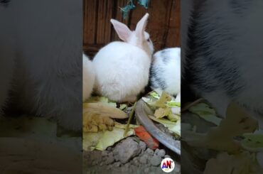 Rabbit videos | baby rabbit videos | cute baby rabbit | bunny shorts|5| #shorts #short #animals