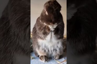 Cute Bunny Washing Her Face | Rabbit Cleaning His Face #Shorts