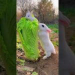 Cute rabbit Playing #cuterabbits #rabbit #maymopets