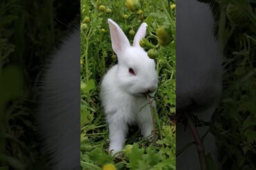 Baby Rabbit | #Shorts Video