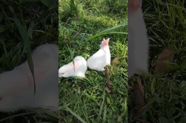 cute rabbit #shorts #rabbit #ytshorts