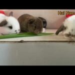 Baby cute bunny holland lop | rabbit lop