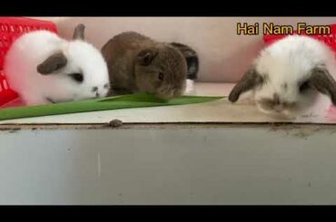 Baby cute bunny holland lop | rabbit lop