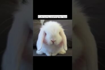 cute baby bunny washing her face #bunny #rabbit #shorts #shortsvideo #shortsfeed
