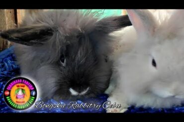 CUTE RABBIT VIDEO | CUTE BUNNY VIDEO