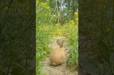Cute Bunny|Cute pet|Cute Baby Rabbit