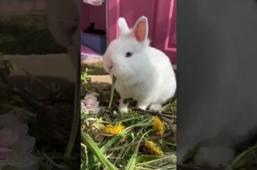 its hard to be cute bunny #shorts #viral #cat #cow #bhoot #dog #tiktok #rabbit #bunny #tino#chowchow