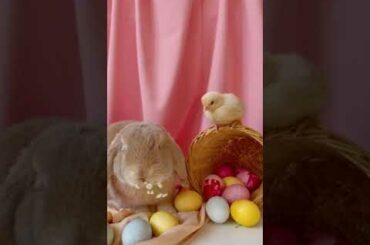 Cute Baby Rabbit Eating #short #shorts #rabbit #bunny #animal #viralvideo #viral #animals #pets