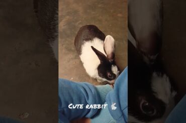 cute rabbit videos #cuterabbit