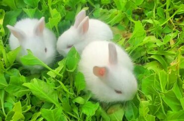 Funny and Cute Baby Bunny Rabbit Videos - Baby Animal Video Compilation - Funny Baby Rabbit Videos